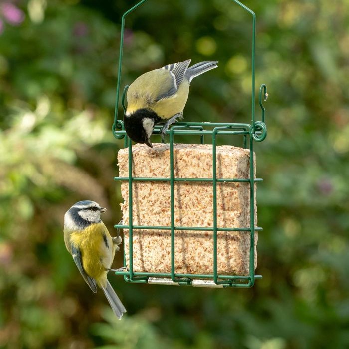 Vögel füttern im Sommer: Sinnvoll oder schädlich