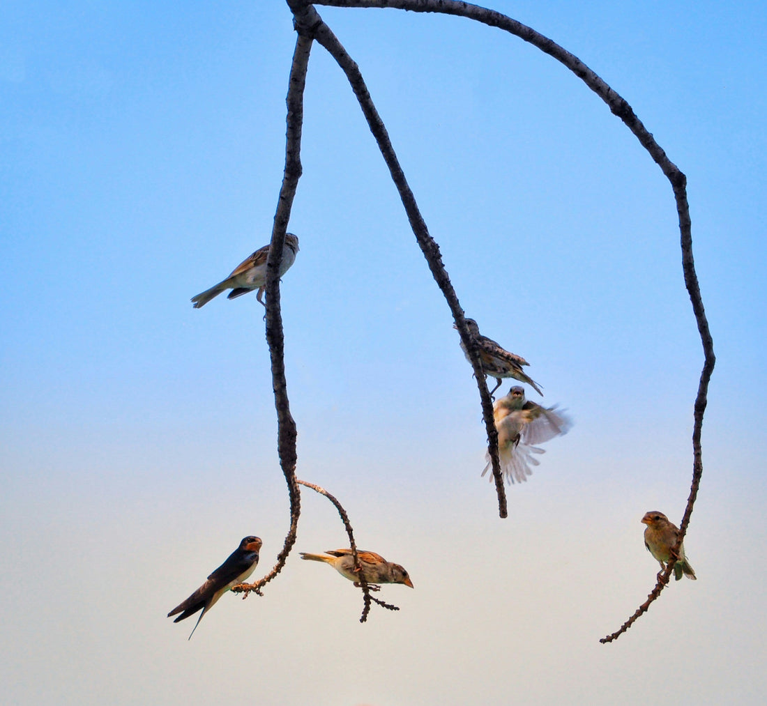 Vogelschutz im Klimawandel: Wie du einen Unterschied machen kannst