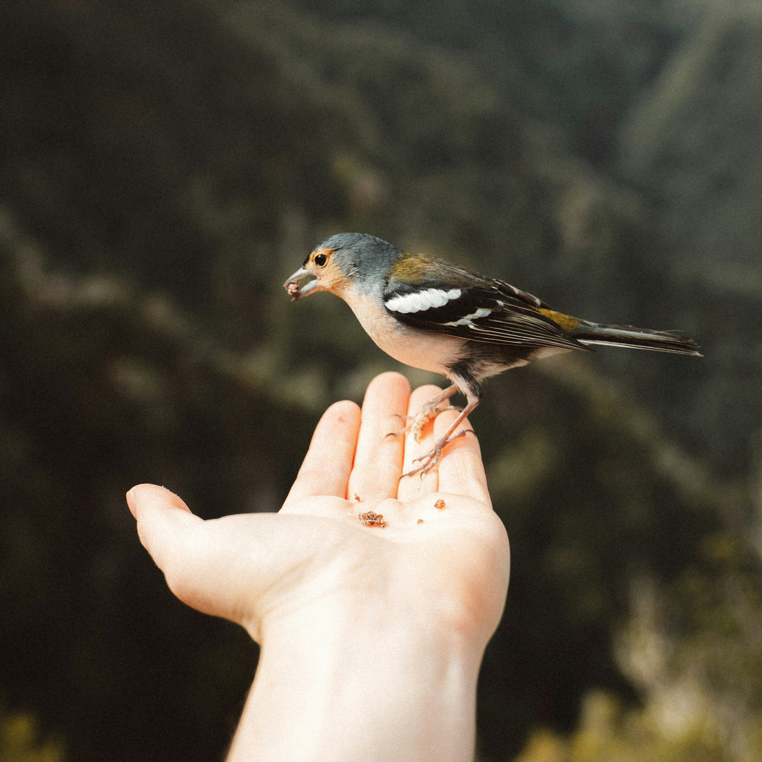 Mit Kindern Vögel beobachten – Spaß & Lernen im Garten
