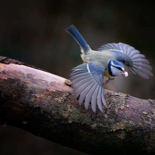 Naturnahe Gärten: Wie du Lebensräume für Wildvögel schaffst