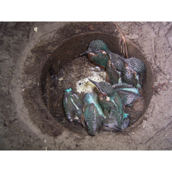 ERBECK - Eisvogel- und Uferschwalbenröhre mit Brutkessel