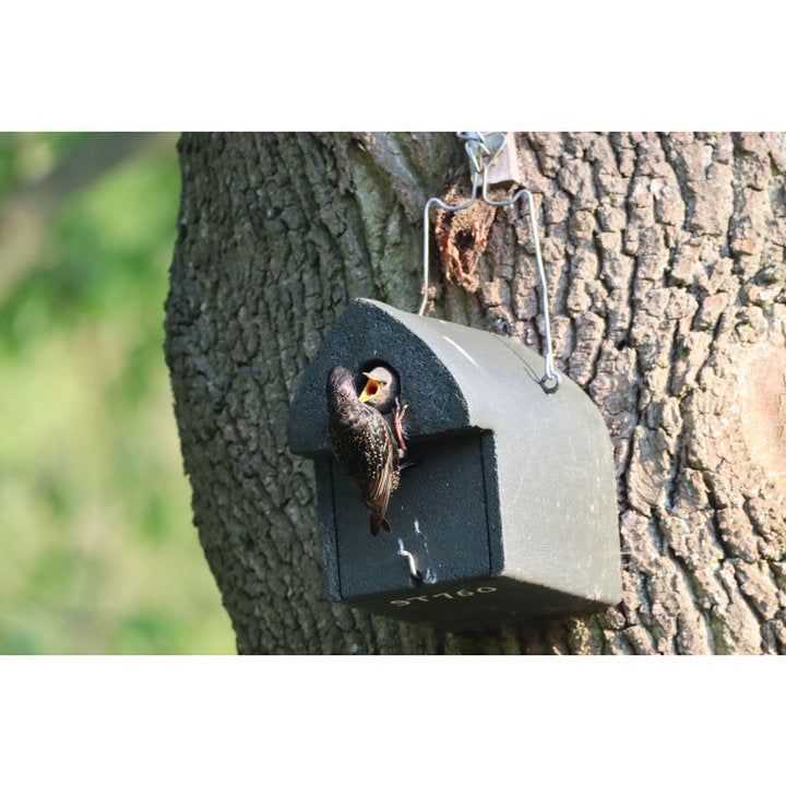 ERBECK - Nistkasten aus Holzbeton für Stare, Mittelspecht & Gartenrotschwänze