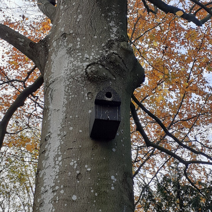 ERBECK - Nistkasten aus Holzbeton für Stare, Mittelspecht & Gartenrotschwänze