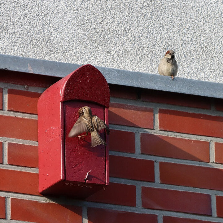 ERBECK - Universal-Nistkasten mit ovalem Flugloch für Fassaden aus Holzbeton