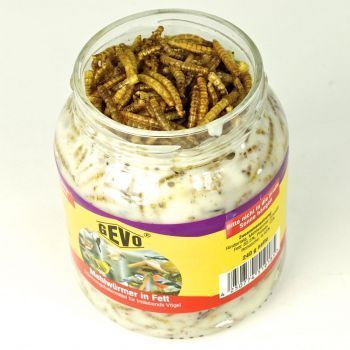 GEVO Mehlwürmer in Fett im Glas, 240g