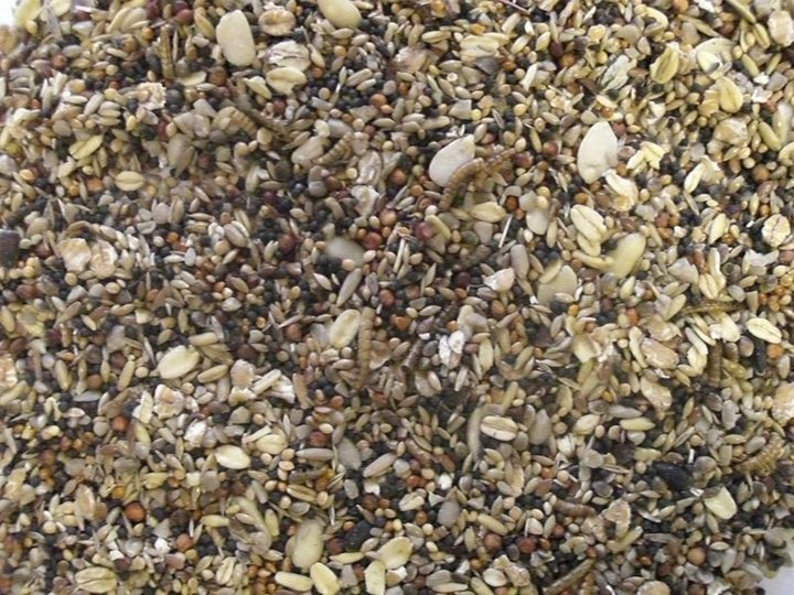 GEVO Wildvogelfutter mit Insekten und Chiasamen 25kg