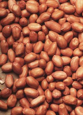 Ganzjahresfutter „Premium Peanuts" (Erdnüsse) - 4kg