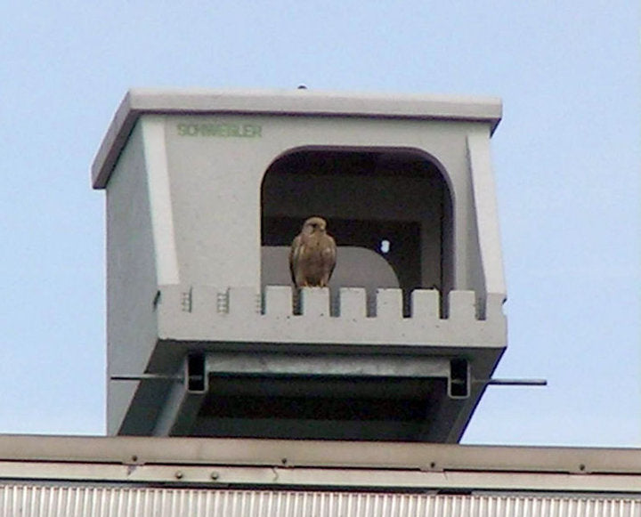 Halterung für Wanderfalkenkasten, passend 00305/8