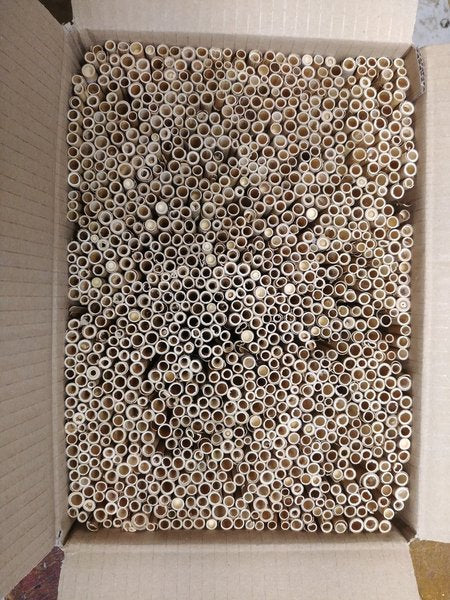 Schilf „großer Karton“