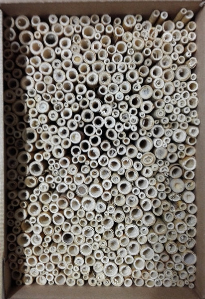 Schilf „kleiner Karton“