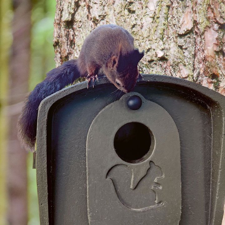Schwegler Aufzuchtkobel für Eichhörnchen aus Holzbeton