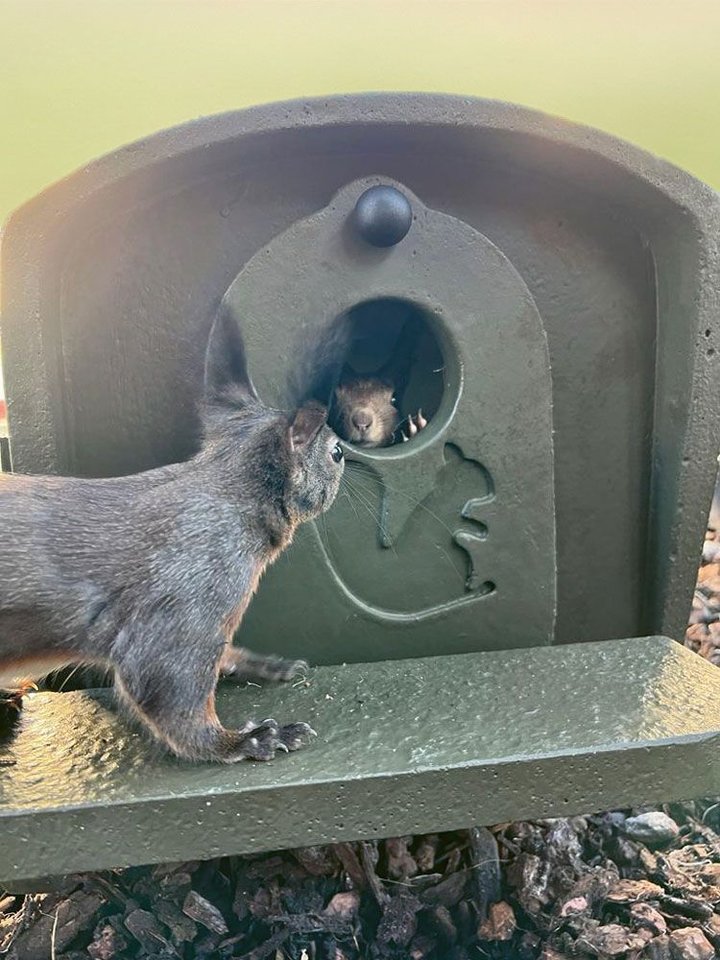 Schwegler Aufzuchtkobel für Eichhörnchen aus Holzbeton