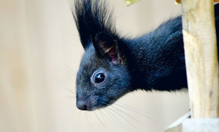 Schwegler Aufzuchtkobel für Eichhörnchen aus Holzbeton