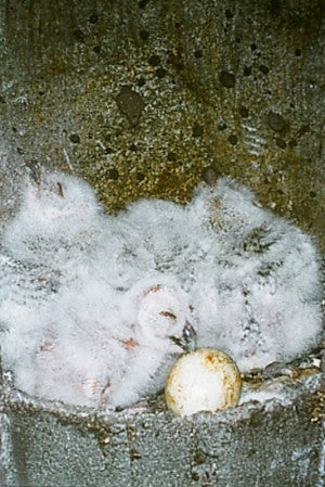 Schwegler Eulenhöhle Nr. 5