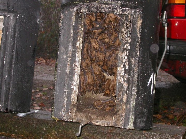 Schwegler Fledermaus Großraum- und Überwinterungshöhle 1FW