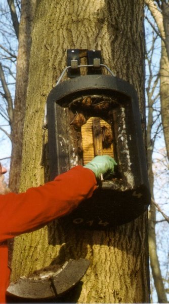 Schwegler Fledermaus Großraum- und Überwinterungshöhle 1FW