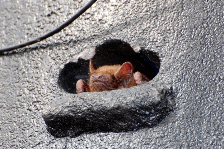 Schwegler Fledermaus Großraum- und Überwinterungshöhle 1FW