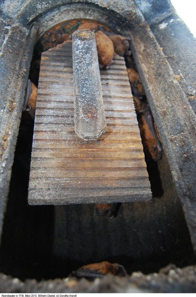 Schwegler Fledermaus Großraum- und Überwinterungshöhle 1FW