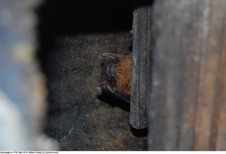 Schwegler Fledermaus Großraum- und Überwinterungshöhle 1FW