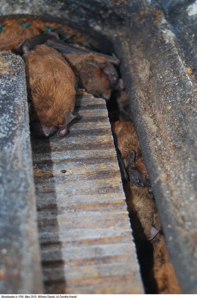 Schwegler Fledermaus Großraum- und Überwinterungshöhle 1FW
