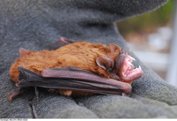 Schwegler Fledermaus Großraum- und Überwinterungshöhle 1FW