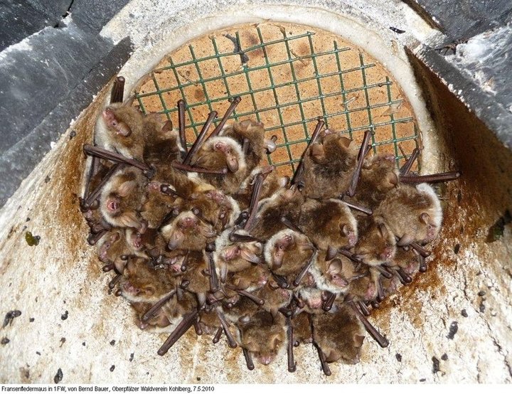 Schwegler Fledermaus Großraum- und Überwinterungshöhle 1FW