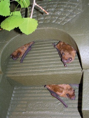 Schwegler Fledermaus Universalhöhle 1FFH (Sommerquartier)
