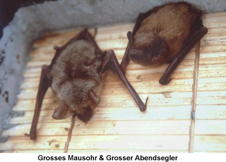 Schwegler Fledermausflachkasten 1FF // 00139