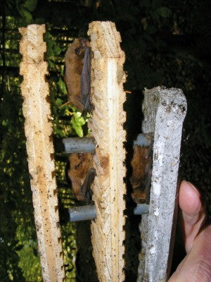 Schwegler Fledermaushöhle 1FD mit dreifacher Vorderwand speziell für Kleinfledermäuse