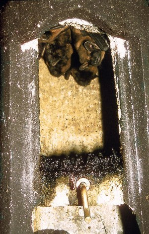 Schwegler Fledermaushöhle 2FN