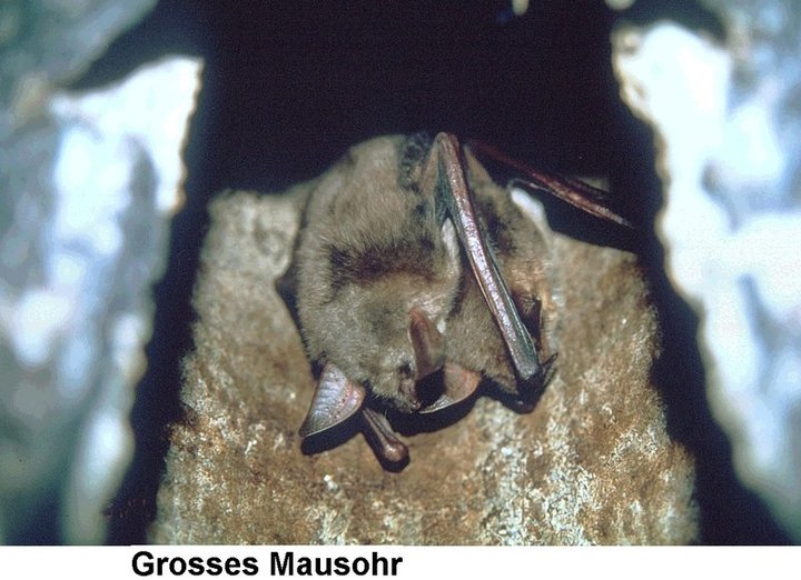 Schwegler Fledermaushöhle 2FN