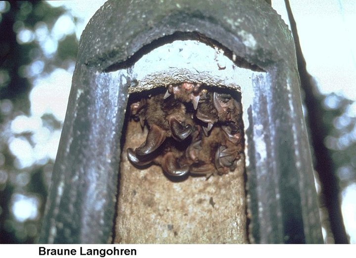 Schwegler Fledermaushöhle 2FN