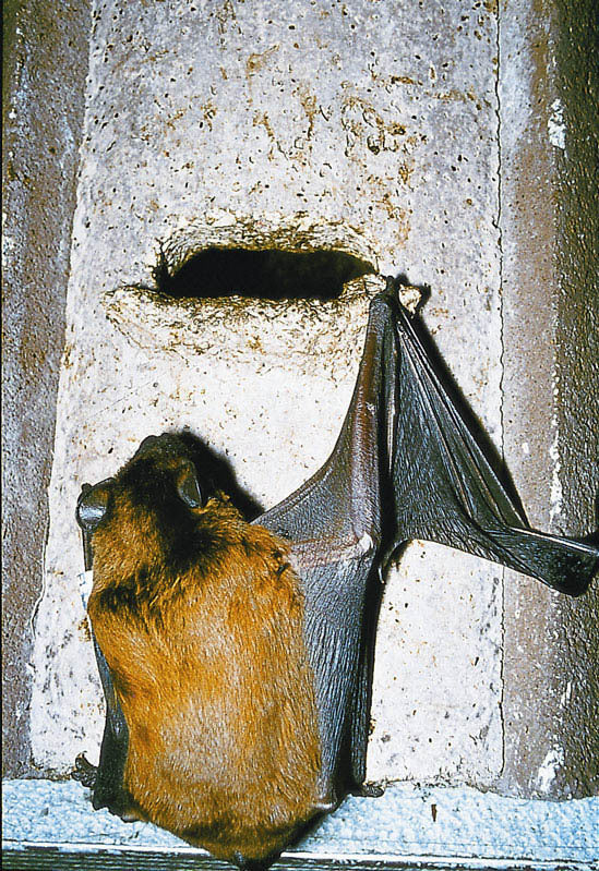 Schwegler Fledermaushöhle 2F, universell