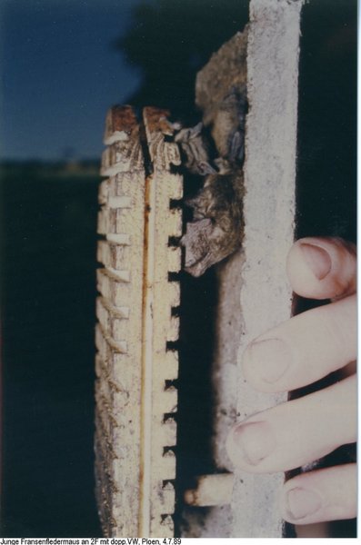 Schwegler Fledermaushöhle 2F mit doppelter Vorderwand