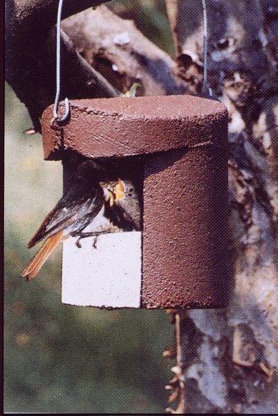 Schwegler Halbhöhle 2H für Rotschwänzchen, Bachstelzen usw.