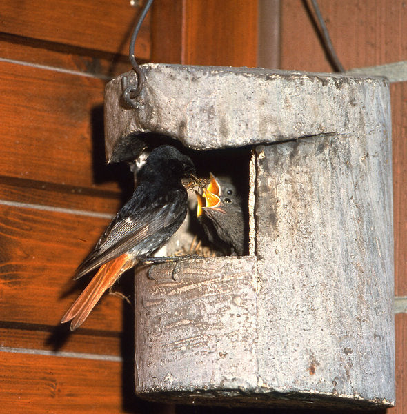 Schwegler Halbhöhle 2H für Rotschwänzchen, Bachstelzen usw.