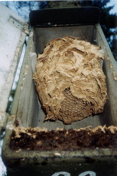 Schwegler Hornissenkasten aus Holzbeton