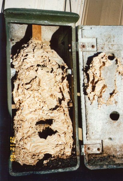 Schwegler Hornissenkasten aus Holzbeton