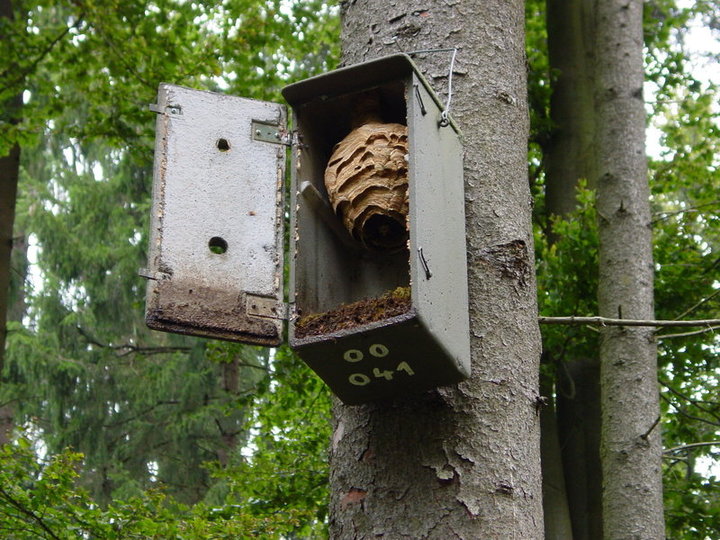 Schwegler Hornissenkasten aus Holzbeton