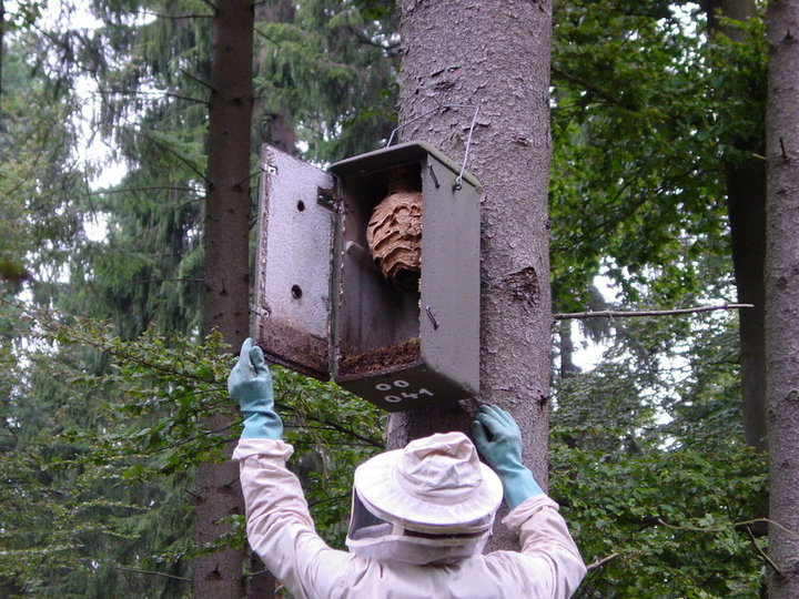 Schwegler Hornissenkasten aus Holzbeton