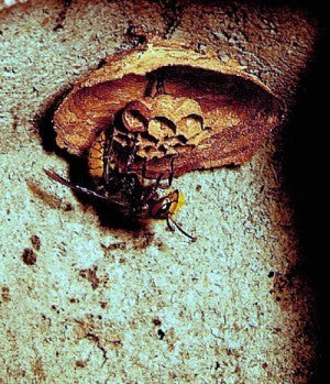 Schwegler Hornissenkasten aus Holzbeton