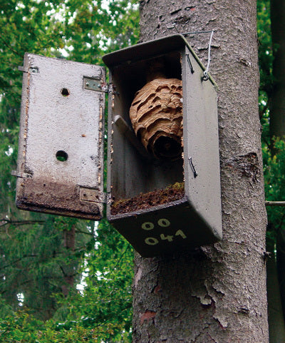 Schwegler Hornissenkasten aus Holzbeton