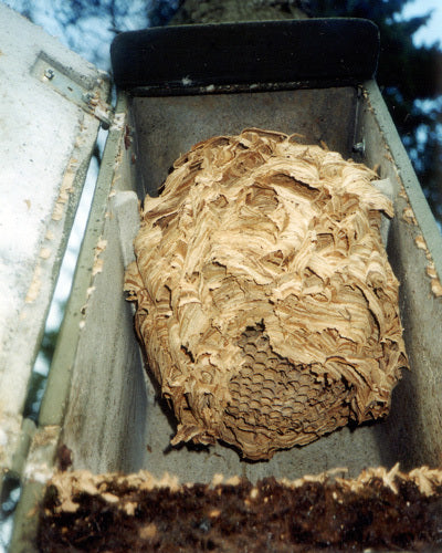 Schwegler Hornissenkasten aus Holzbeton