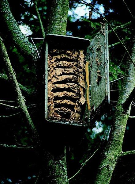 Schwegler Hornissenkasten aus Holzbeton