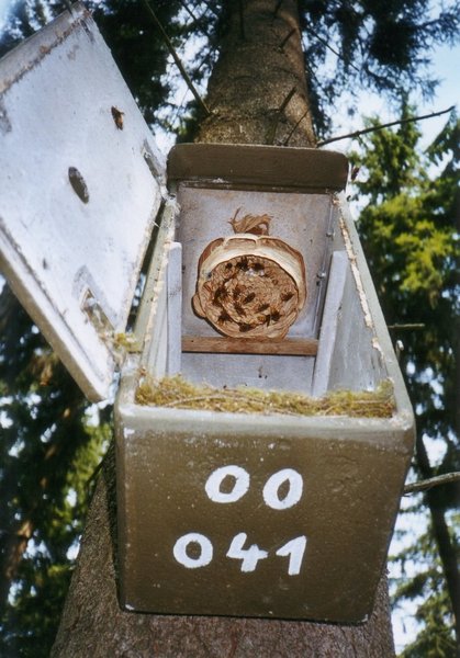 Schwegler Hornissenkasten aus Holzbeton