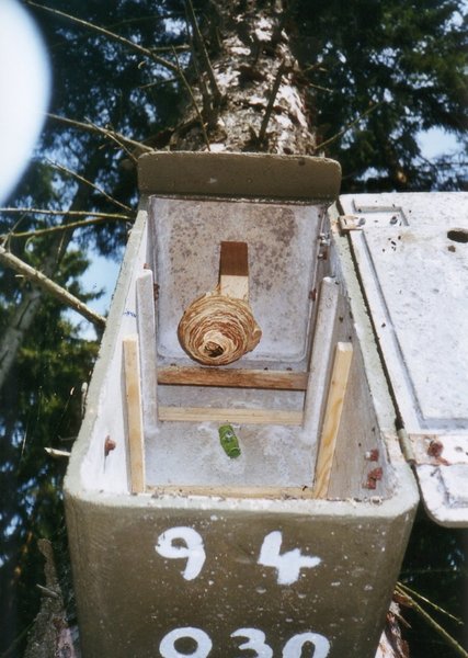 Schwegler Hornissenkasten aus Holzbeton