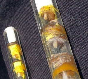 Schwegler Insektennisthaus 00373/7