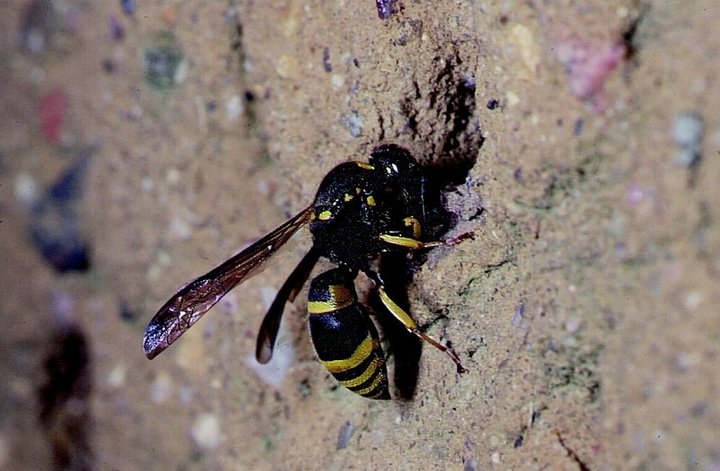 Schwegler Insektennistwand aus Lehm und Schilf 00377/5