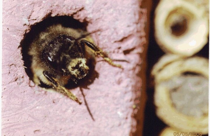 Schwegler Insektennistwand aus Lehm und Schilf 00377/5