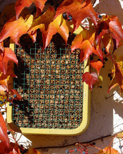 Schwegler Insektennistwand aus Schilf 00374/4